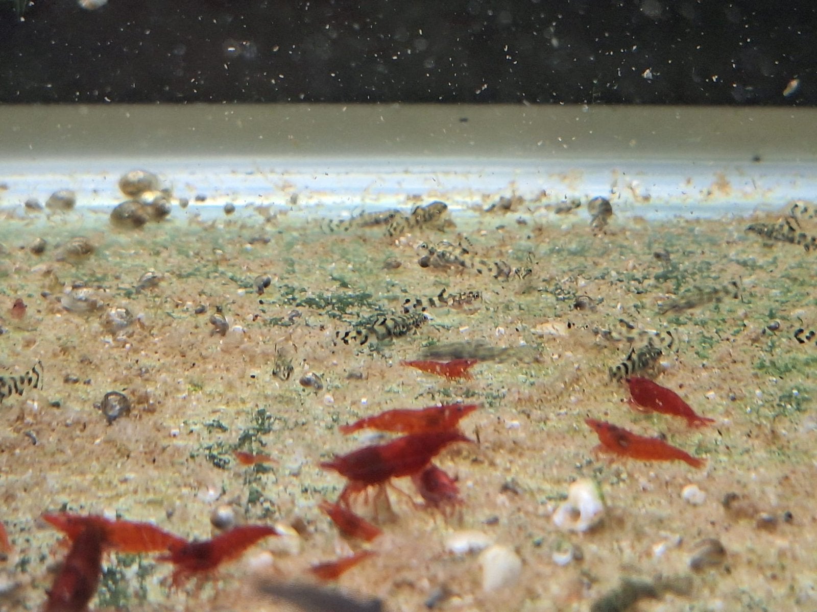 Sewellia lineolata / vietnamese algeneter, Vis