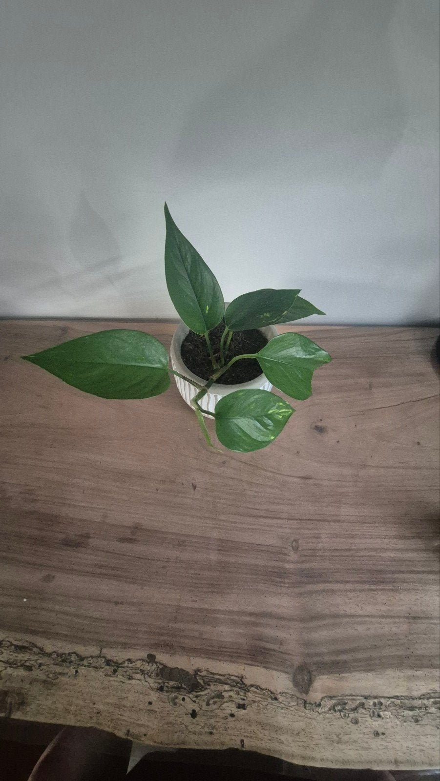 Scindapsus met pot, Ophalen, Halfschaduw, Minder dan 100 cm