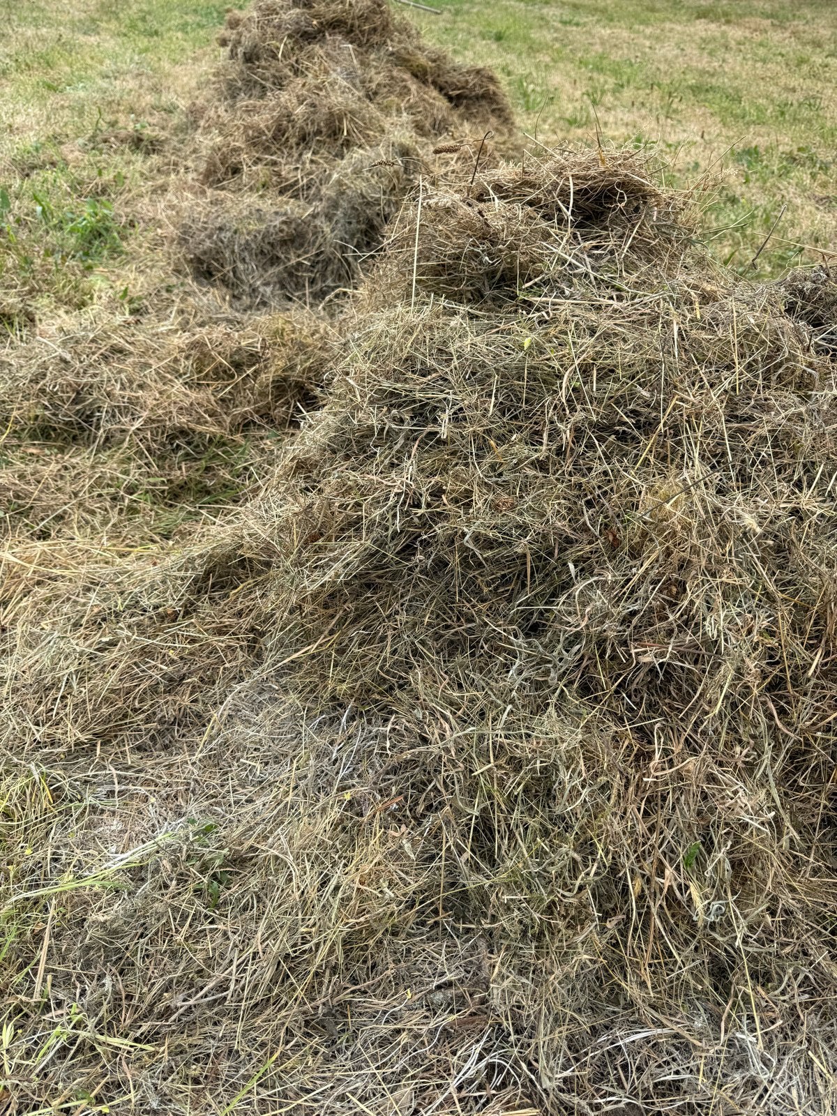 GRATIS! Gedroogd gras/hooi voor diverse doeleinden, Ophalen, Gebruikt, 20 m² of meer