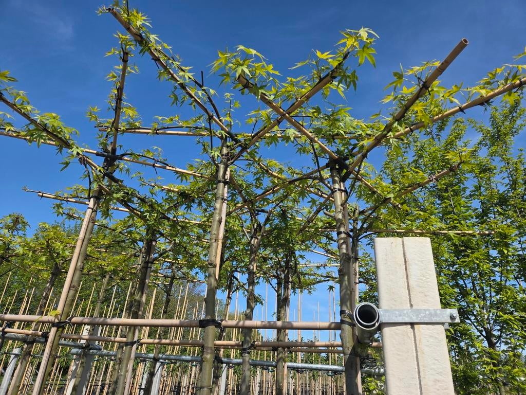Amberboom dakvorm Liquidambar Worplesdon, Tuin en Terras, Planten | Bomen, Bloeit niet, Dakboom, 250 tot 400 cm, Ophalen