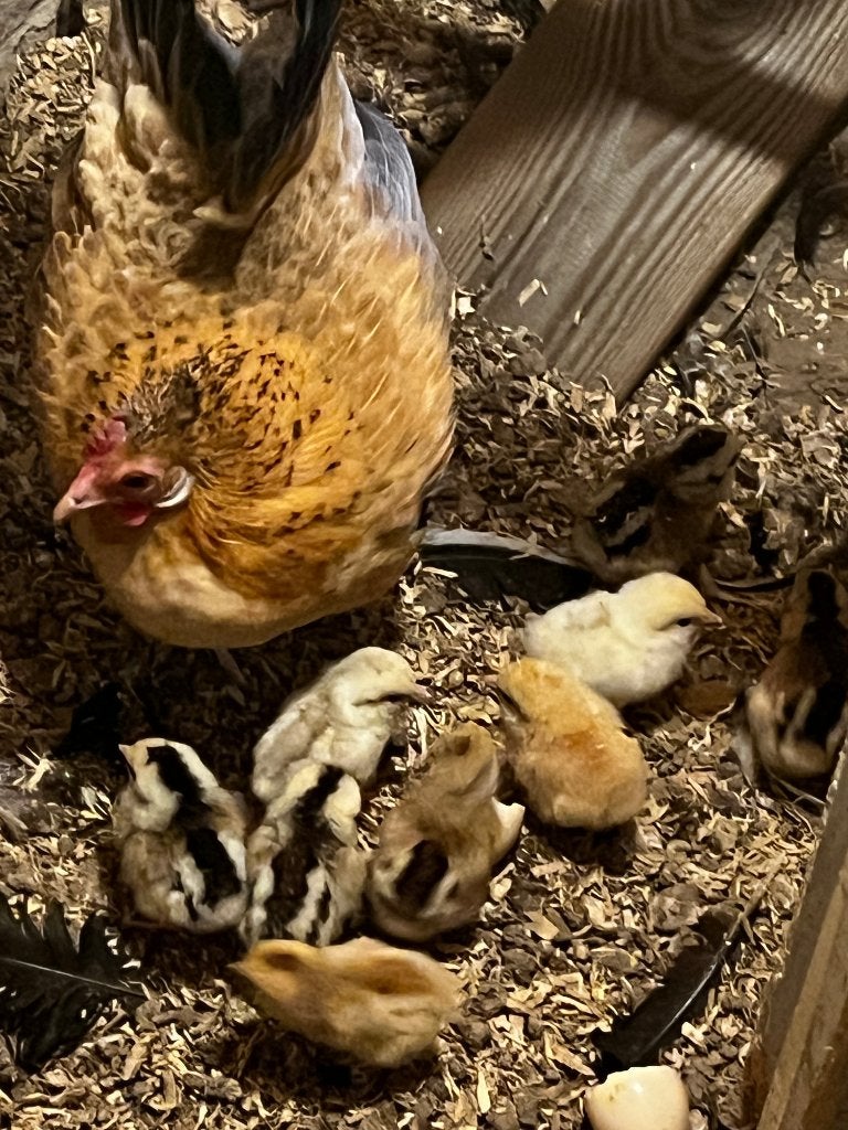 Kuikens Hollandse kriel, Meerdere dieren, Kip