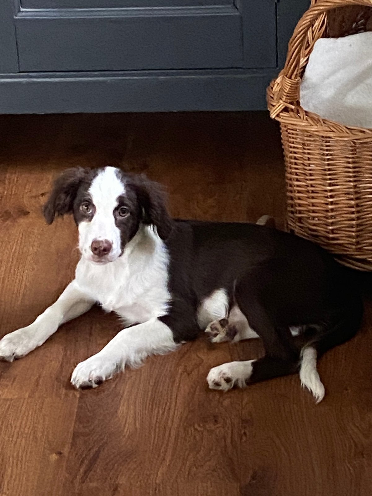 Wegens annulering BORDER COLLIE x FRIESE STABIJ pup, Parvo, Nederland, 8 tot 15 weken, Teef