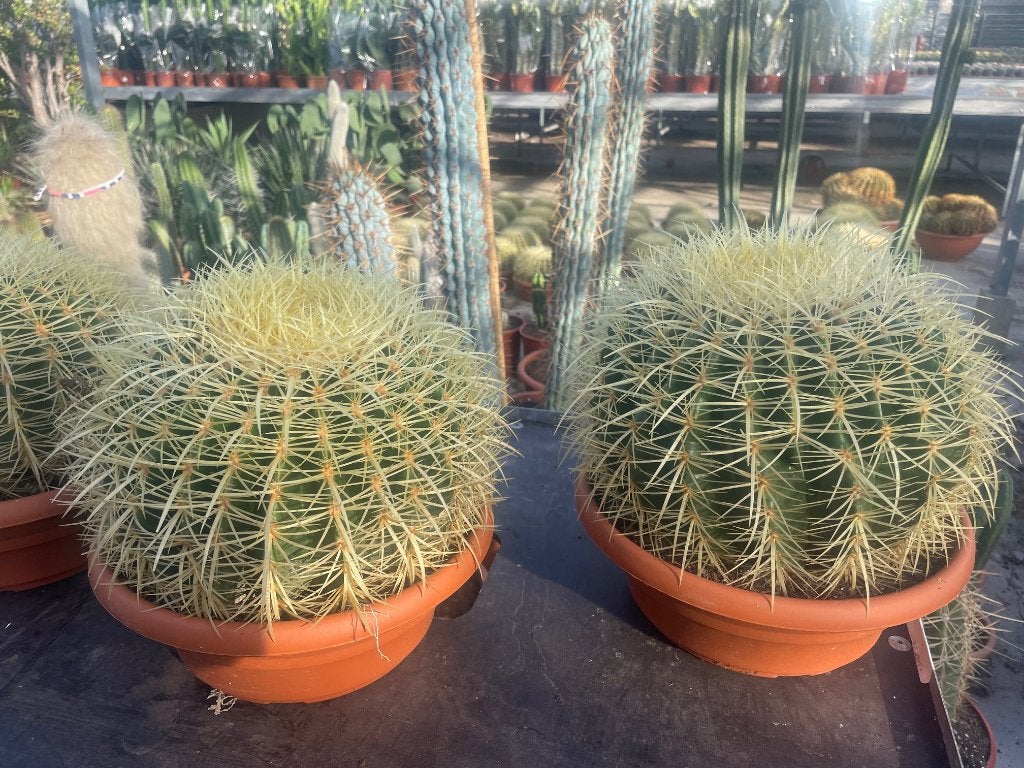 Cactus Echinocactus Grussonii in de 25cm schaal, Huis en Inrichting, Kamerplanten, Ophalen of Verzenden, Minder dan 100 cm, Volle zon