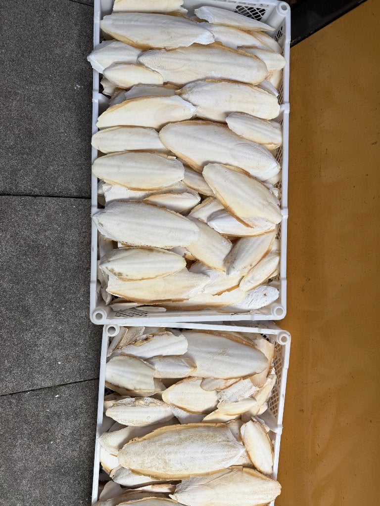 Te koop sepia t.e.a.b, Dieren en Toebehoren, Ophalen, Gebruikt