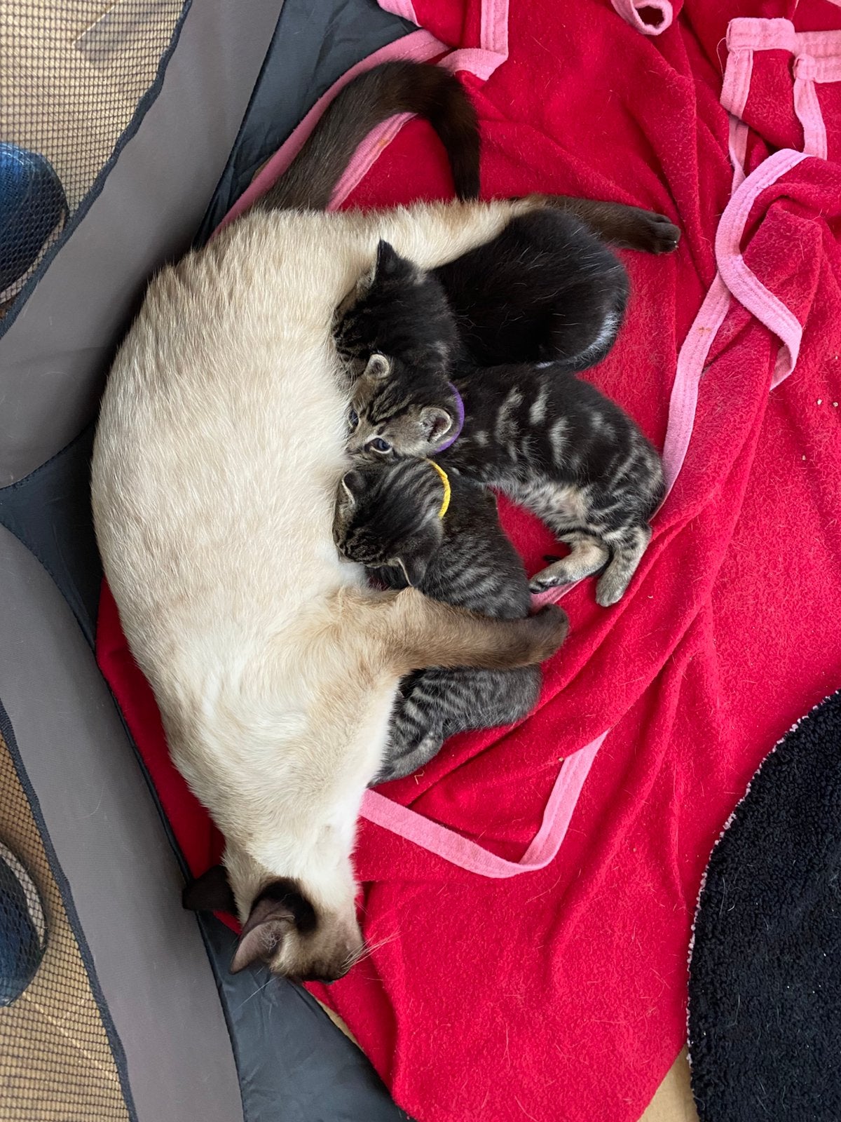 Prachtige half Siamese kittens te koop, Dieren en Toebehoren, Katten en Kittens | Raskatten | Korthaar, Meerdere dieren, Gechipt