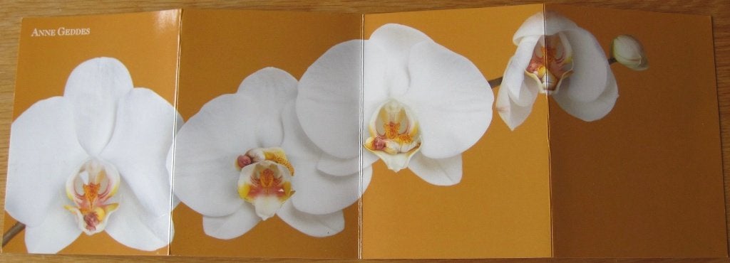 Anne Geddes - CX 006 - kindjes in orchidee - nieuw, Verzenden, 1980 tot heden, Ongelopen, Kinderen