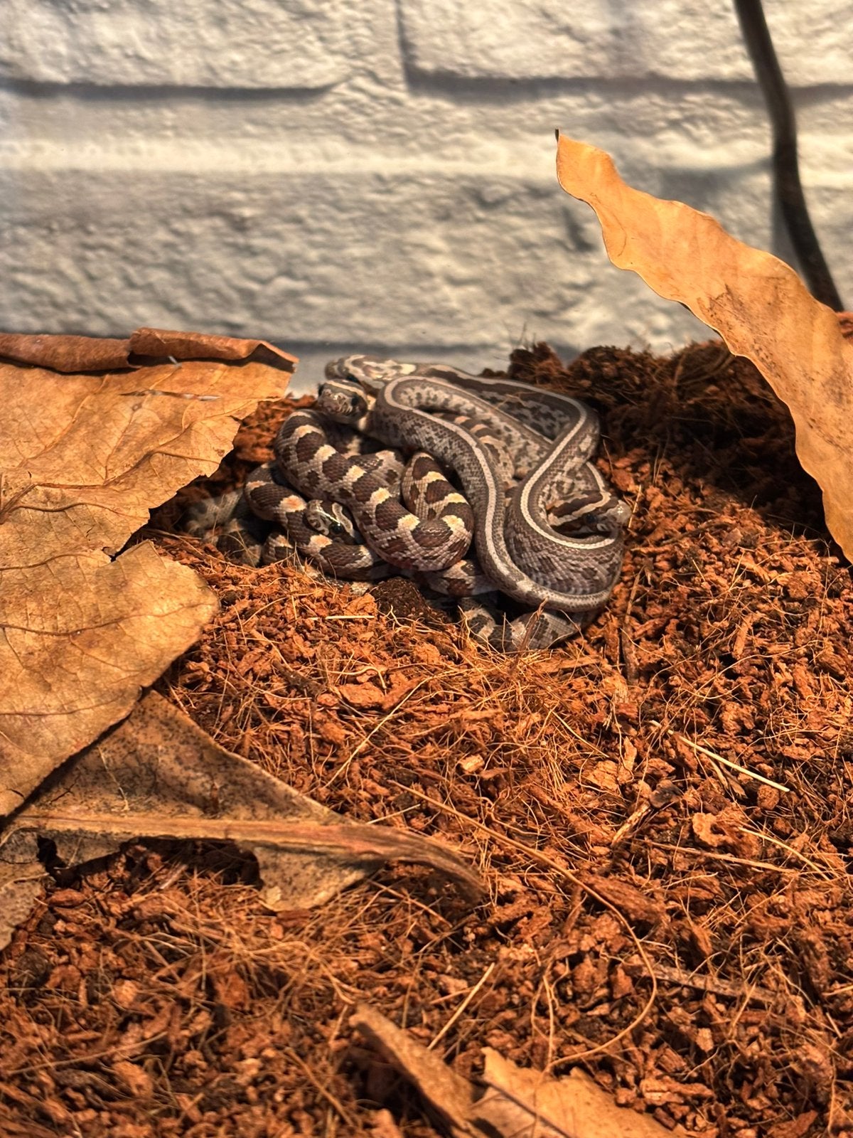 Jonge rattenslangetjes te koop Rat Snake - unknown for sale from Sophie