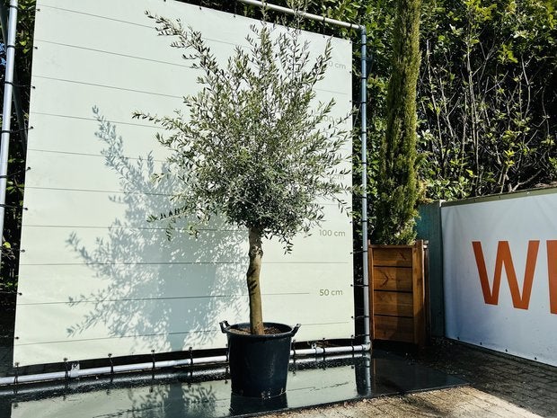 Olijfboom - Olea Europea - stamomvang 20-40 cm, Tuin en Terras, Ophalen of Verzenden, 100 tot 250 cm, Olijfboom, Zomer