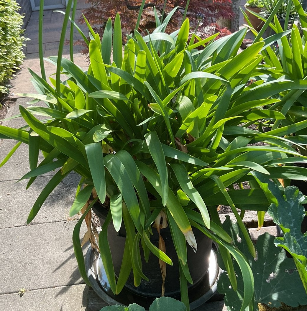Agapanthus, Volle zon, Vaste plant, Zomer, Ophalen