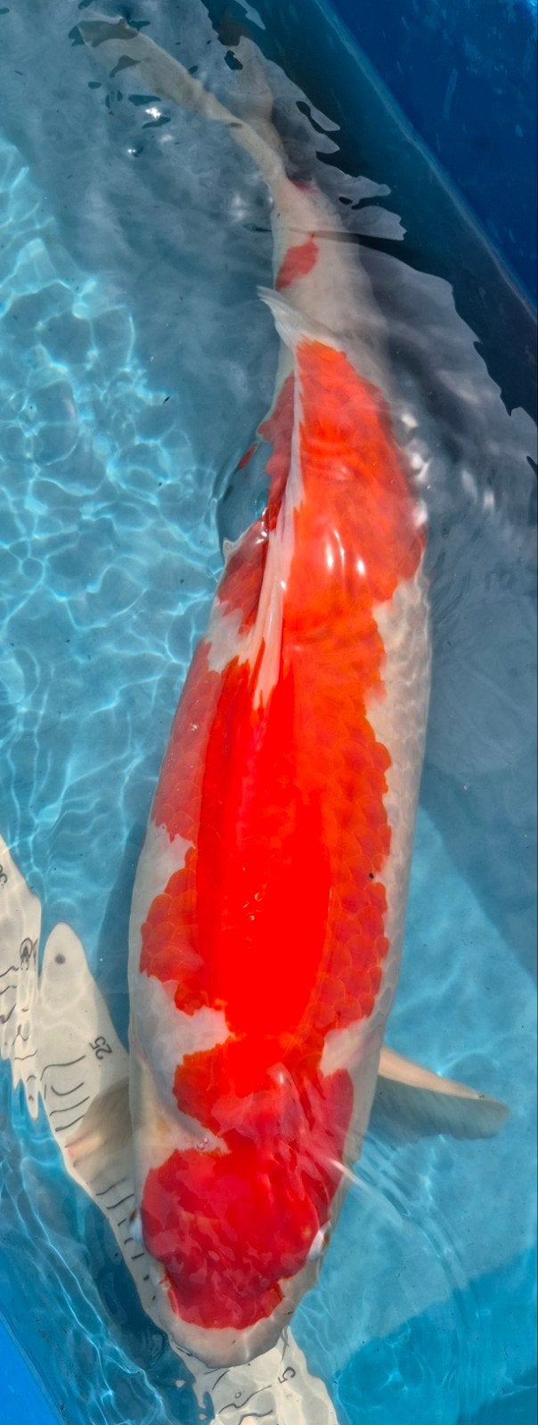 Kohaku 67 cm Tamaura Female, Dieren en Toebehoren, Vissen | Vijvervissen