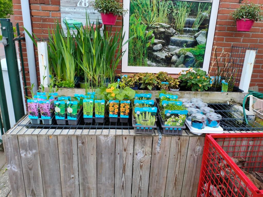 Vijver planten, Ophalen, Nieuw, Overige typen