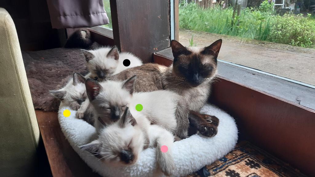 Siamees kittens (Thai), Dieren en Toebehoren, Katten en Kittens | Overige Katten, Kortharig, Meerdere dieren, 0 tot 2 jaar
