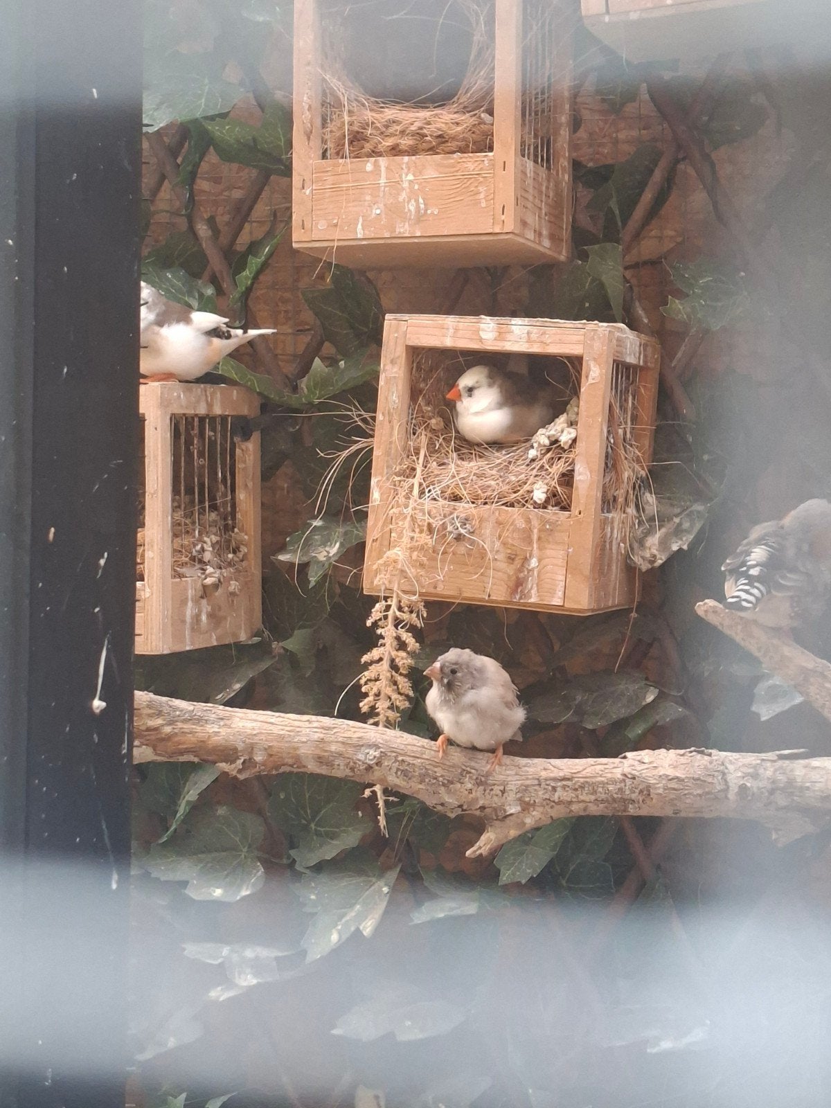 30 tal zebravinken, Dieren en Toebehoren, Vogels | Overige Vogels, Meerdere dieren, Tropenvogel
