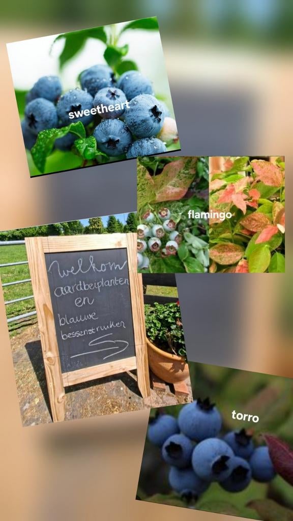Te koop 11 verschillende soorten Blauwe bessenstruiken, Tuin en Terras, Planten | Fruitbomen, Lente, Overige soorten, Volle zon