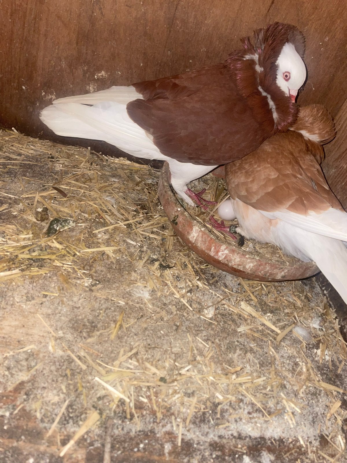 Koppel Kapucijnerduiven te koop, Dieren en Toebehoren, Vogels | Duiven, Meerdere dieren, Overige soorten