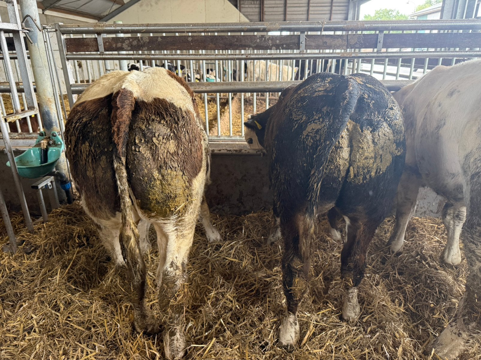4 dikbil stieren te koop, Dieren en Toebehoren, Runderen, Mannelijk