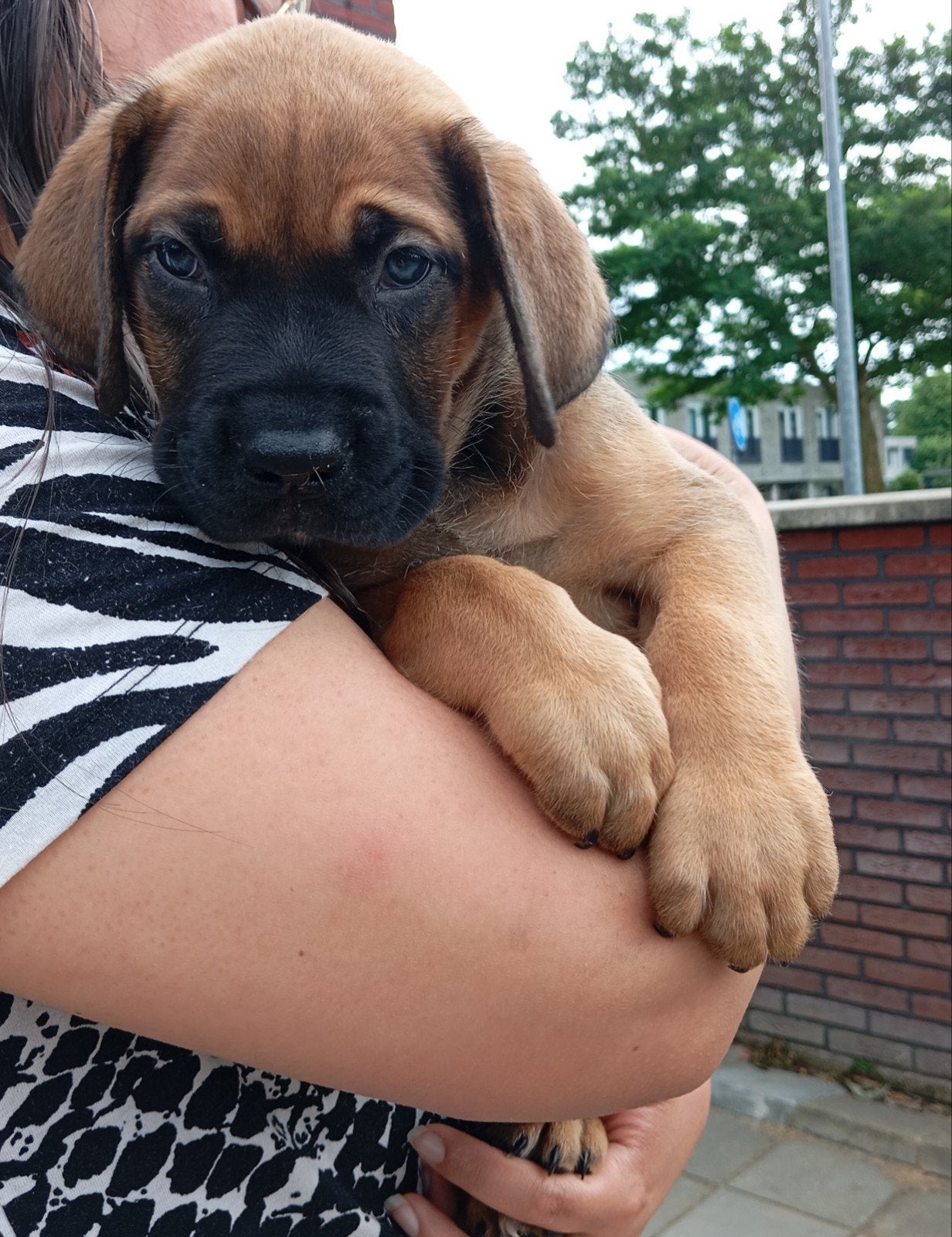 Uniek reutje beschikbaar Boerboel X Rhodesian Ridgeback, Reu, 8 tot 15 weken, Groot, Eén hond