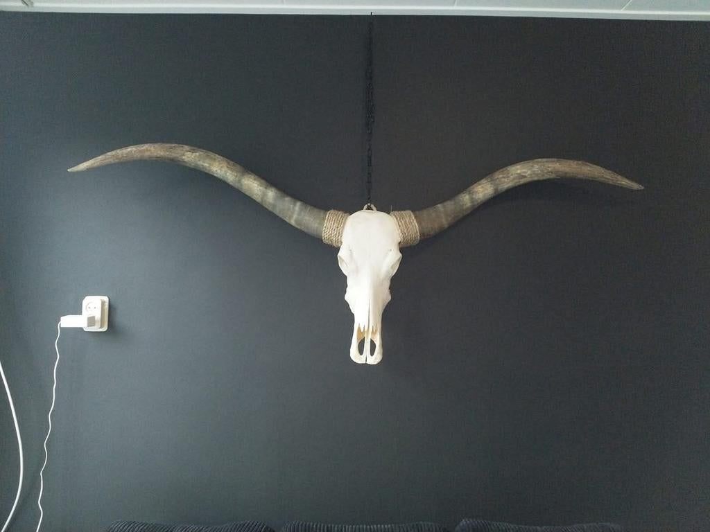 Echte Longhorn schedel, Huis en Inrichting, Woonaccessoires | Overige, Ophalen, Gebruikt, Boho, Natuurlijk materiaal