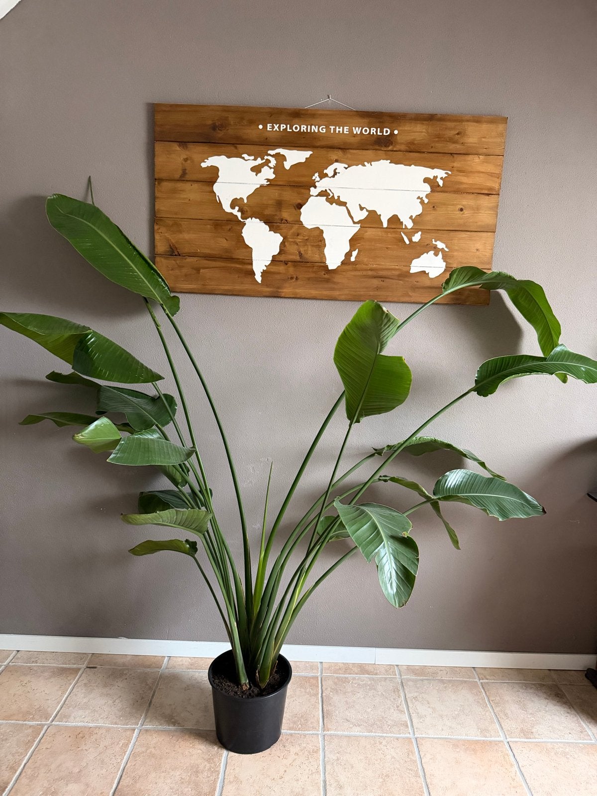 Grote Strelitzia Nicolai - ca. 2 meter hoog, Ophalen, 200 cm of meer, Overige soorten, In pot