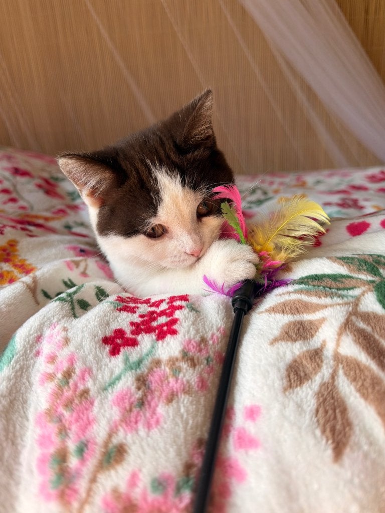 Britse Korthaar, Dieren en Toebehoren, Katten en Kittens | Raskatten | Korthaar, Kater, Gechipt