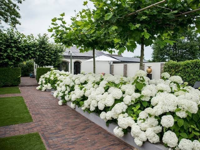 VADERDAGTIP:  Mooie soorten Hortensia in pot!, Ophalen, Overige soorten, Halfschaduw