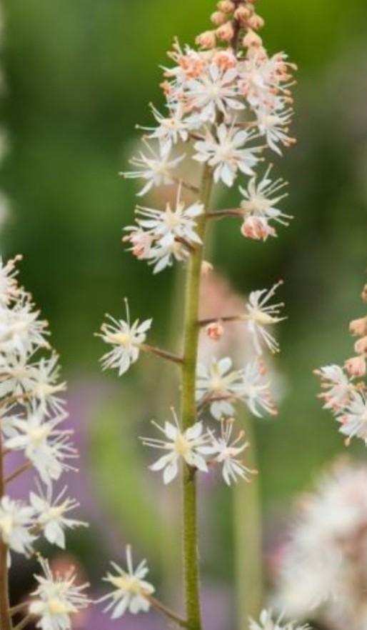 Tiarella wherryi P9, Ophalen of Verzenden, Vaste plant, Overige soorten, Halfschaduw