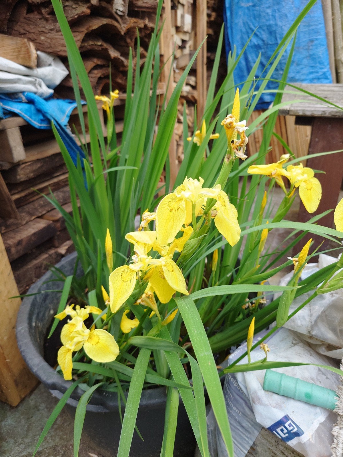 Gele Lis stekken, Tuin en Terras, Ophalen, Overige soorten, Volle zon