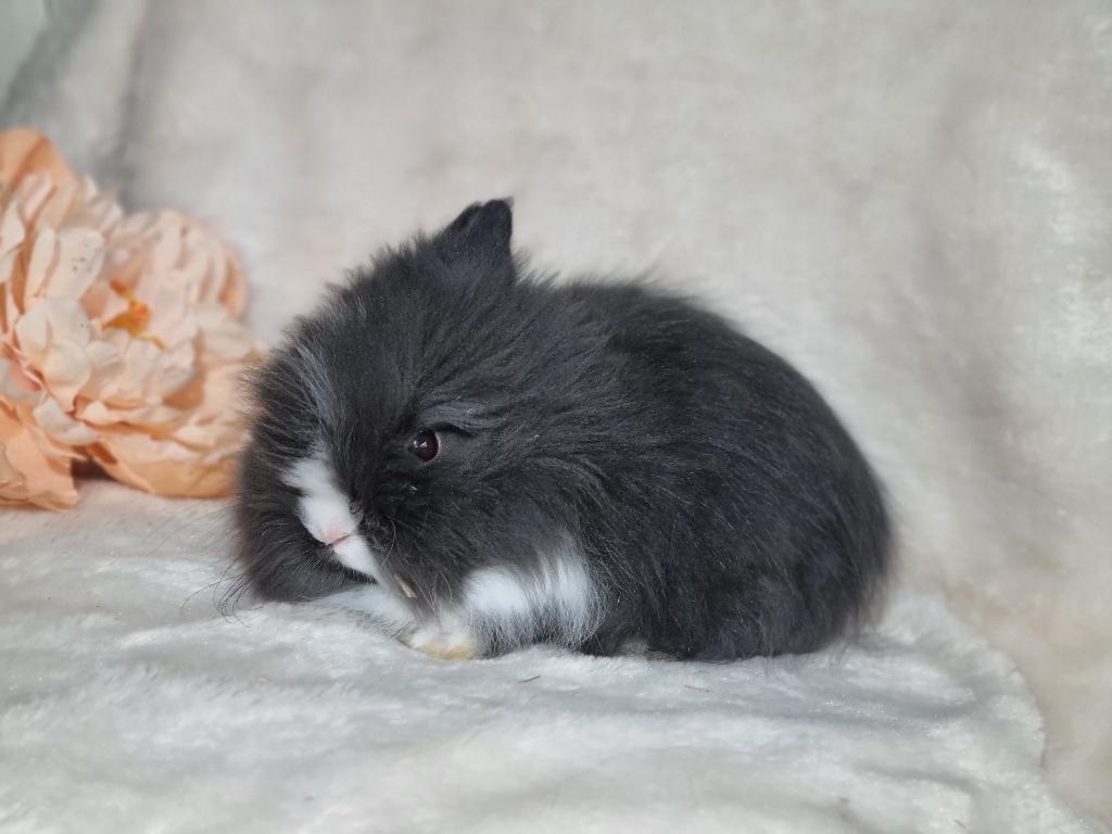 Teddy dwerg baby konijntjes, Dieren en Toebehoren, Konijnen, Meerdere dieren, Dwerg