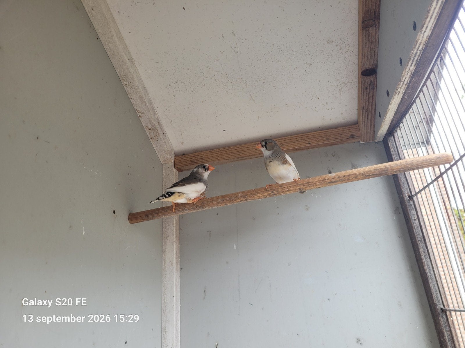 2 jonge bonte zebravinken, Dieren en Toebehoren, Mannelijk