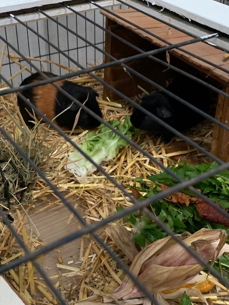 Op zoek naar een liefdevolle plek voor twee cavia's, Dieren en Toebehoren, Knaagdieren, Juni, Mannelijk, Cavia
