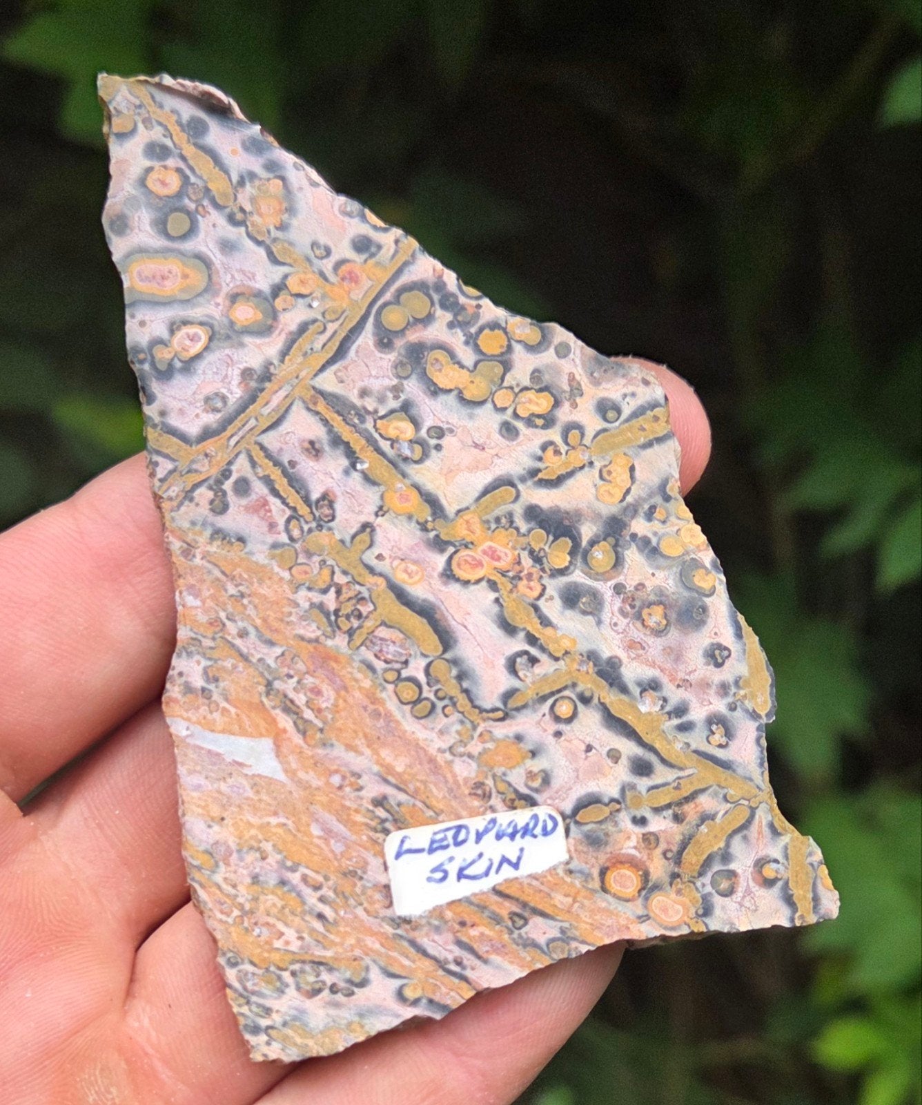 leopard skin, Ophalen of Verzenden
