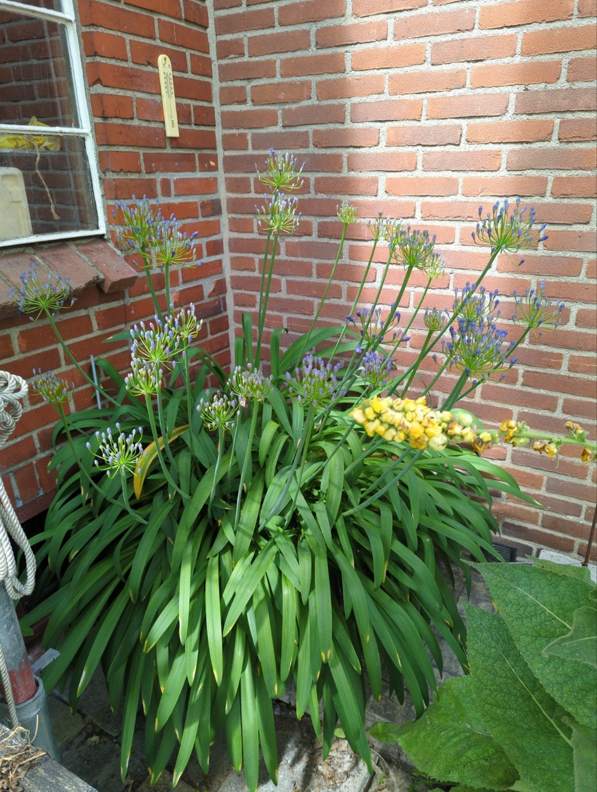 Grote Agapanthus, blauw, met meer dan 25 knoppen., Tuin en Terras, Ophalen, Overige soorten, Volle zon