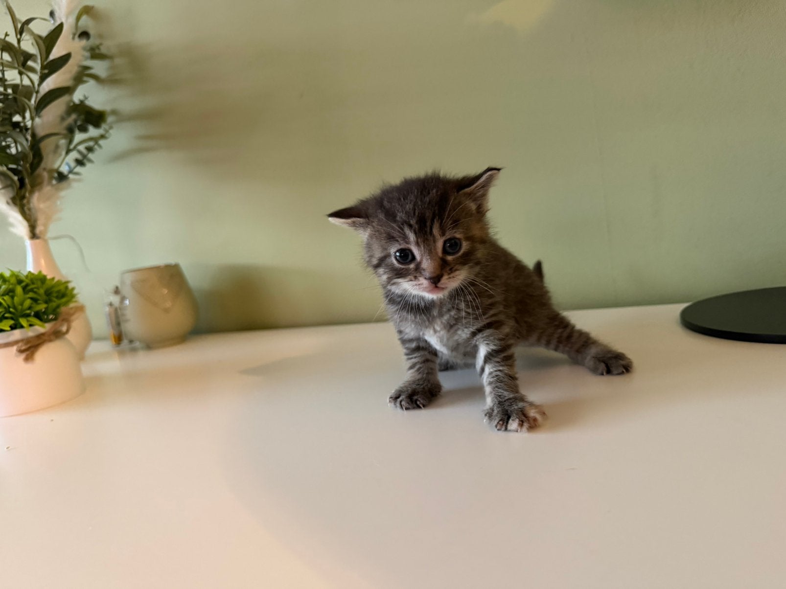 4 super aanhankelijke kittens, Poes, Ontwormd, 0 tot 2 jaar
