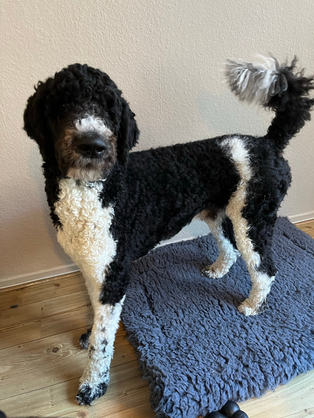 Golden Doodle. Reu 14 mnd oud. Herplaatsing, Dieren en Toebehoren, Reu, 1 tot 2 jaar, Groot, Eén hond