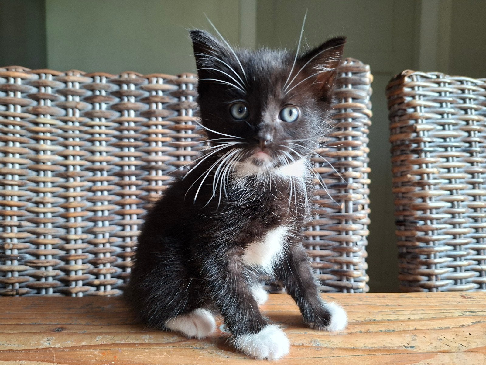 Leuke kittens, Meerdere dieren