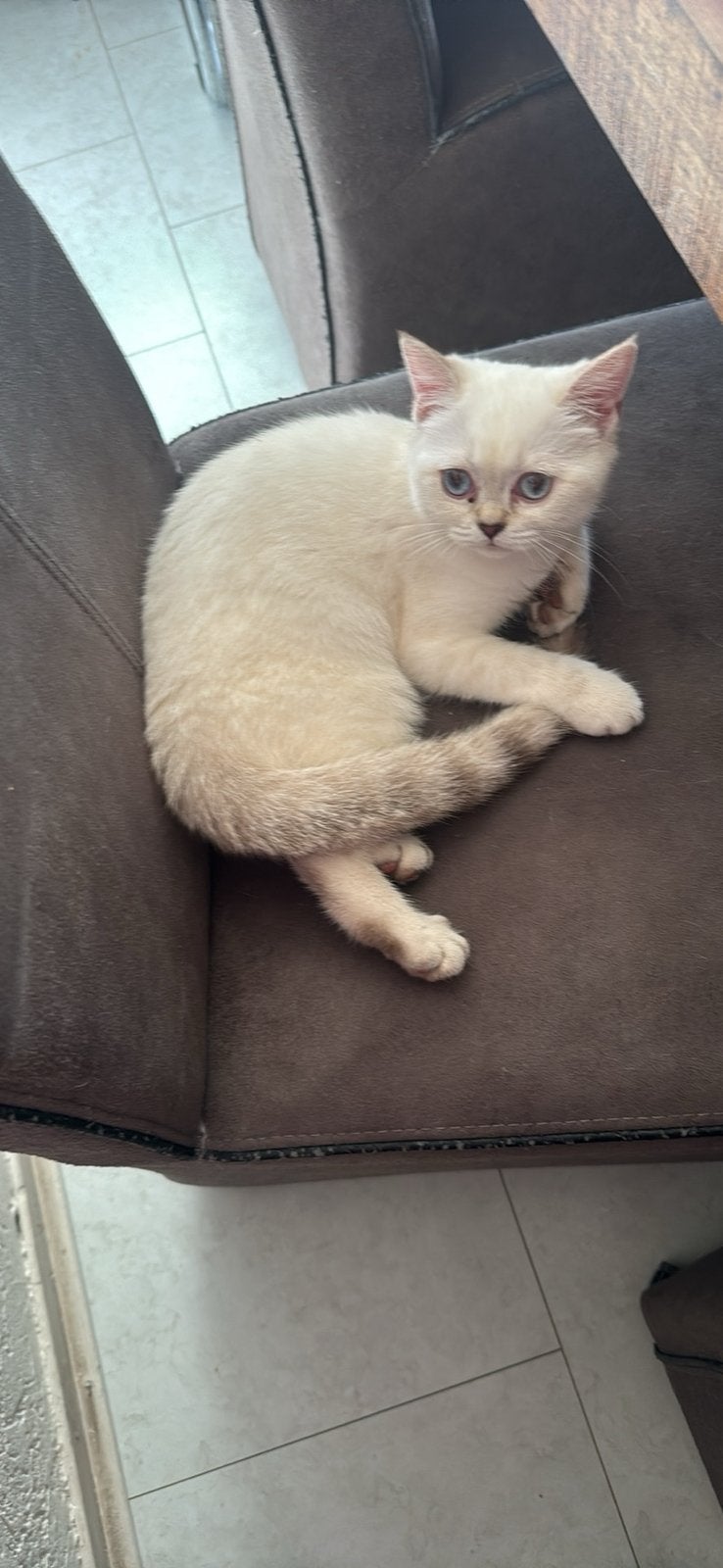 Een half kort britich hair en half zilver pouint poesje, Poes