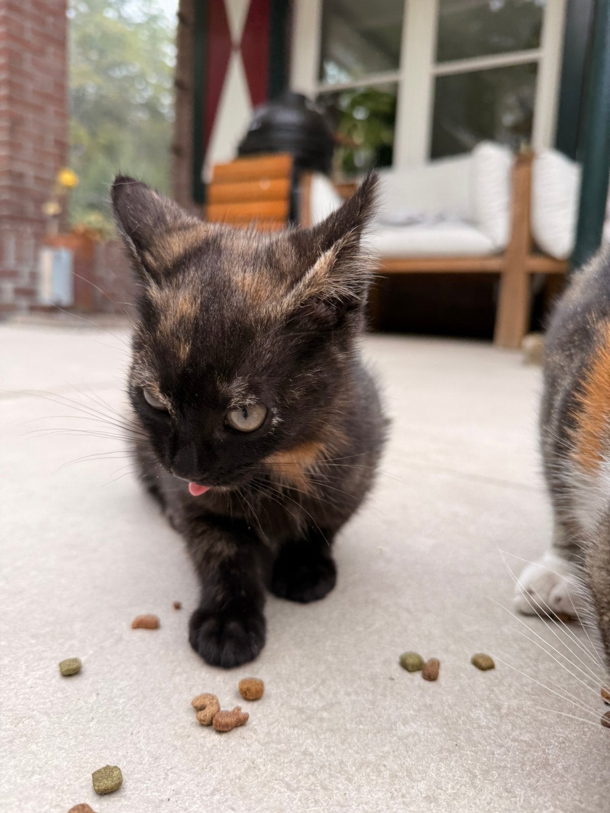 Prachtige kittens, Meerdere dieren