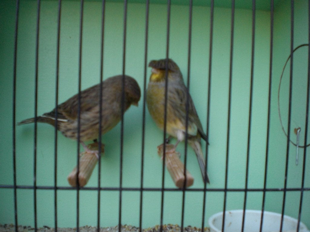 glosters, Dieren en Toebehoren, Meerdere dieren, Postuurkanarie