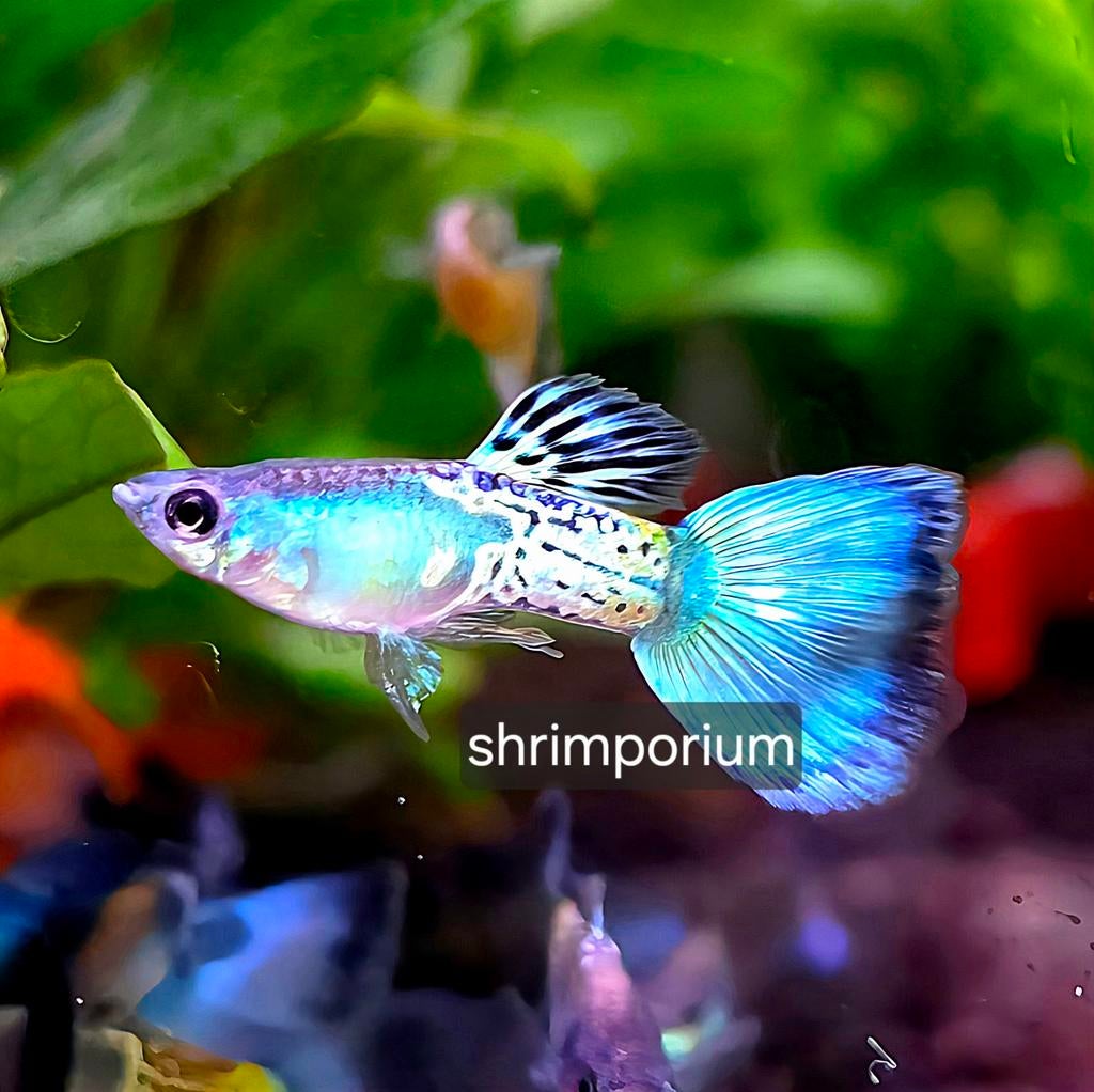 Blue sapphire guppen, blauw guppen / guppy's / guppies, Vis
