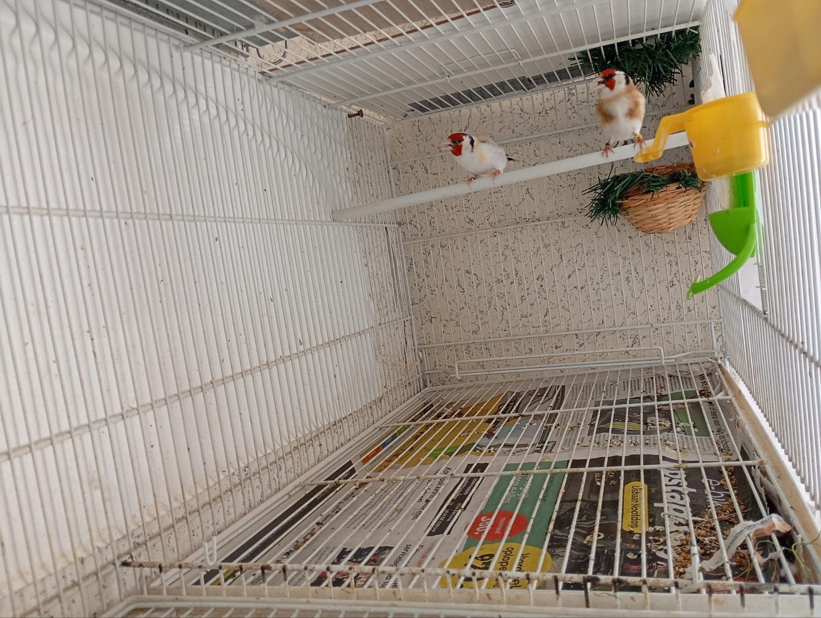 Vogels, Dieren en Toebehoren, Meerdere dieren