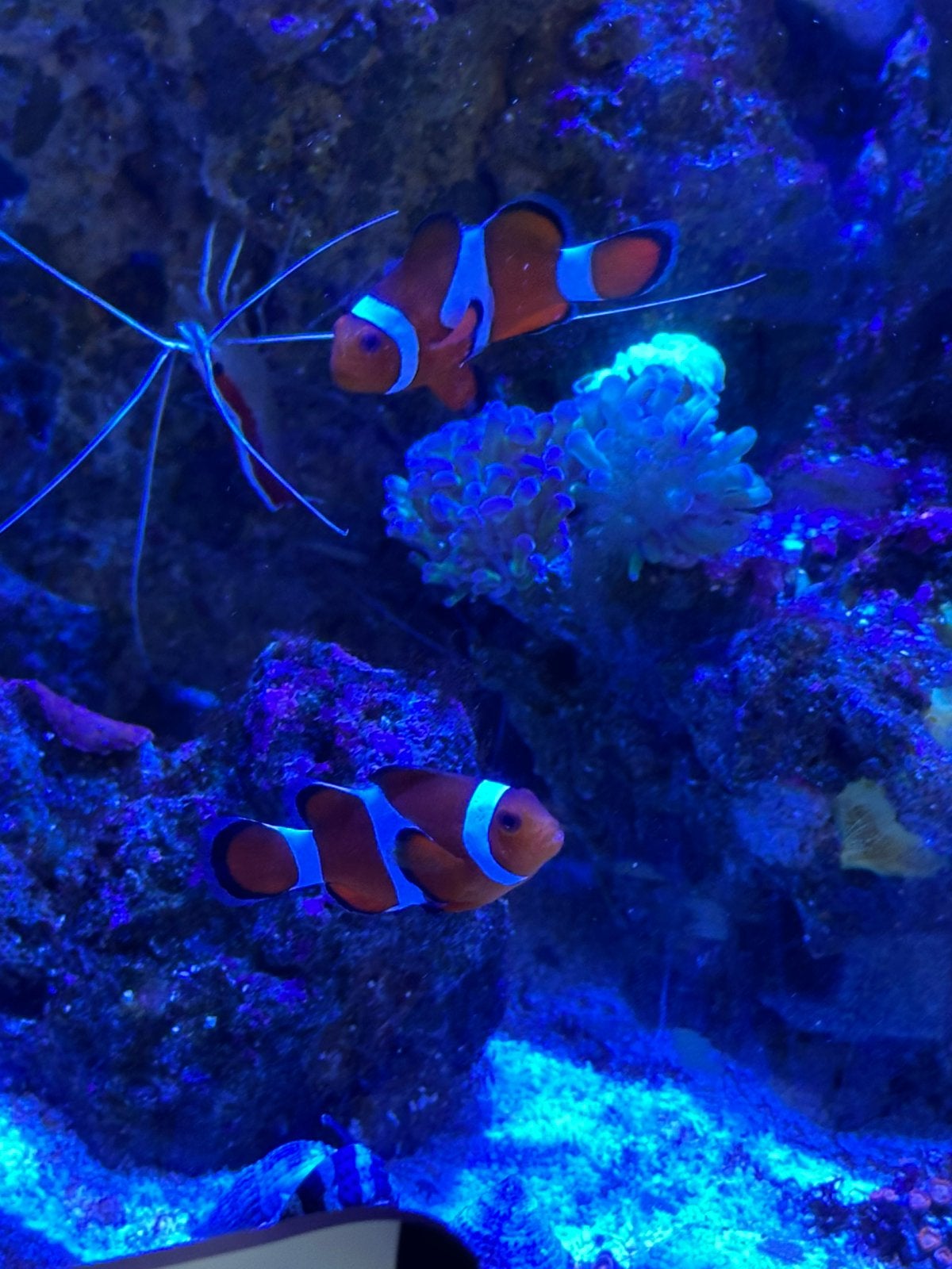 2 Amphiprion ocellarissen, Vis, Zoutwatervis
