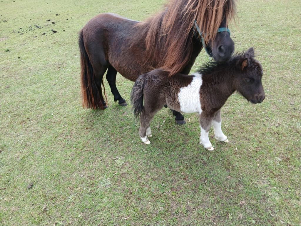 Prachtige shetlander merrie met veulen, Merrie, A pony (tot 1.17m), Met stamboom, 3 tot 6 jaar