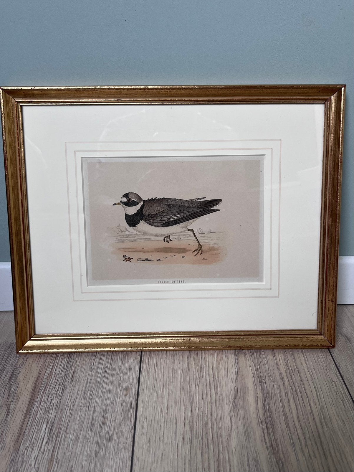 natuurgravure, Bontbekplevier, Antiek en Kunst, Ophalen