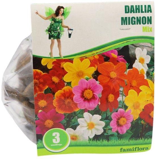 3 Famiflora dahlia 'Mignon' - Mix - Najaarsbloeiers, Verzenden, Volle zon, Bloembol