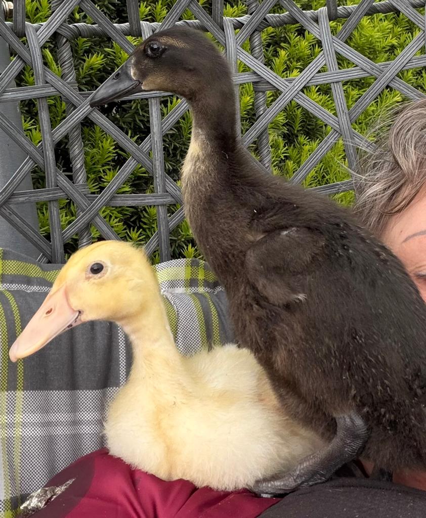 Handtamme loopeendjes 4 weken en al zelfstandig., Dieren en Toebehoren, Pluimvee, Geslacht onbekend, Eend
