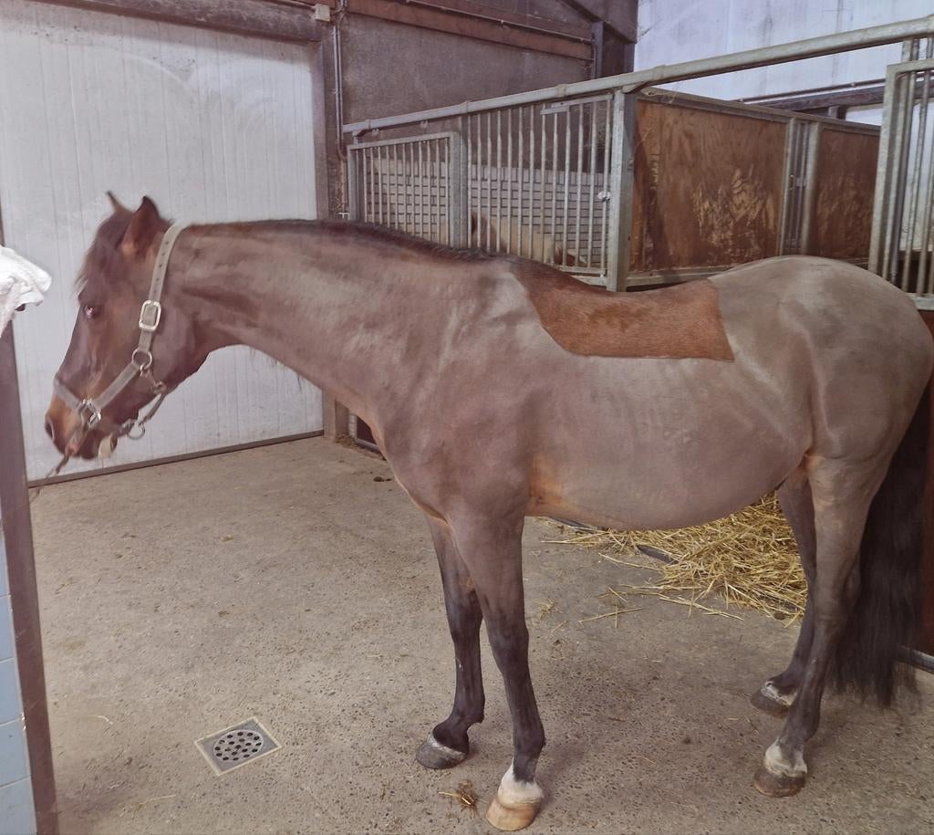 Leuke reatieve grote D pony, Dieren en Toebehoren, Pony's, Ruin, B, D pony (1.37m tot 1.48m), Recreatiepony, 11 jaar of ouder