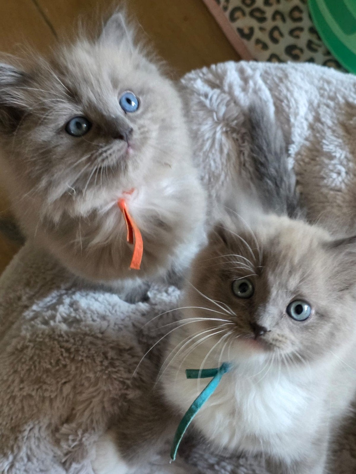 Twee prachtige Ragdoll katertjes zoeken hun gouden mandje!, Kater, Ontwormd