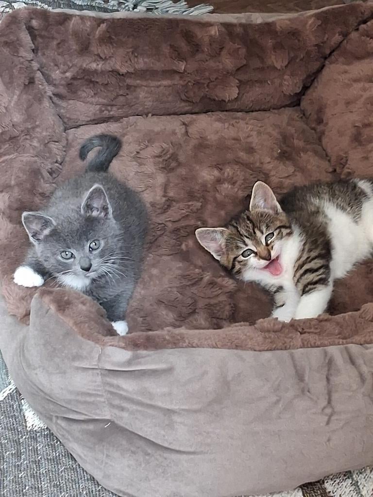 Kittens