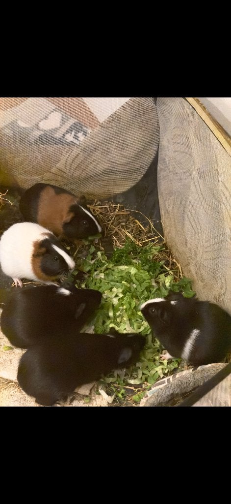 Schattige cavia’s zoeken een nieuw thuis :), Dieren en Toebehoren, Knaagdieren, Juni, Geslacht onbekend, Cavia