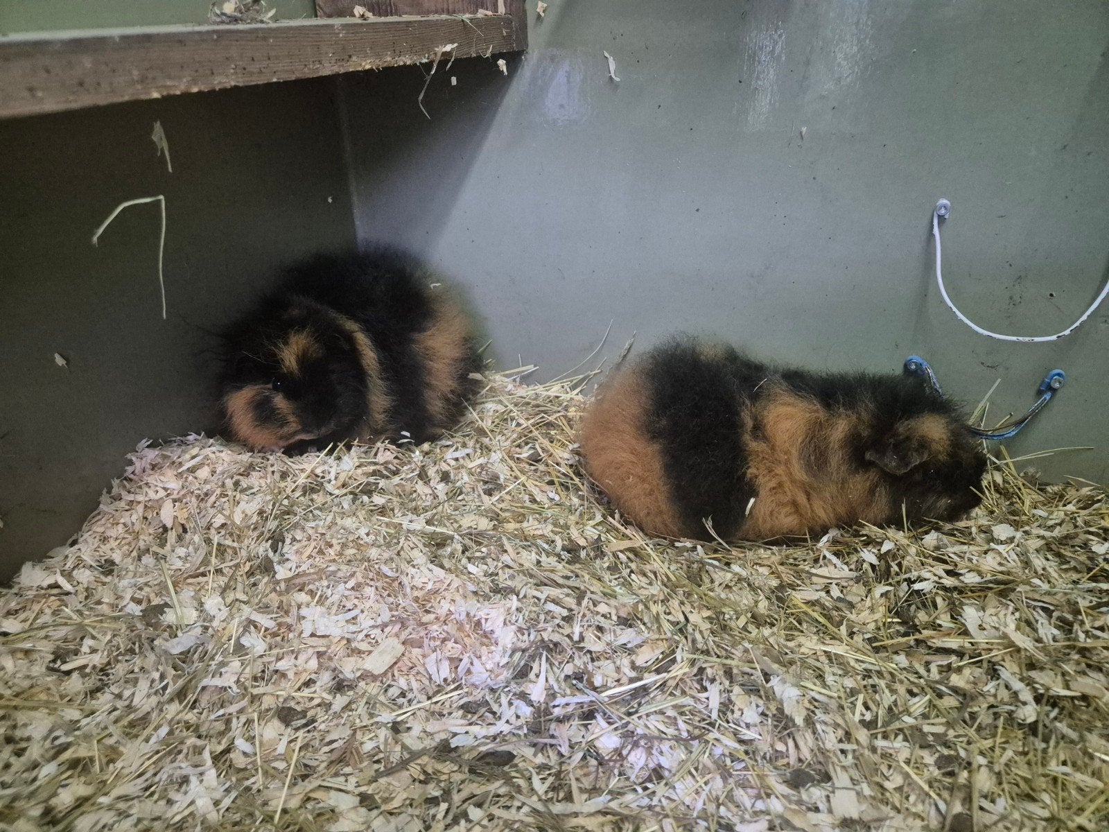 ch teddy broertjes., Dieren en Toebehoren, Knaagdieren, Juni, Mannelijk, Cavia